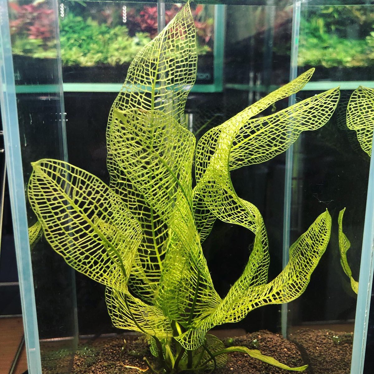 ট ইট র アクアテイク E アクアテイクイー 熱帯魚専門店 本日も10 19時の営業です 展示のレースプラント 絶好調です Bioみずくさの森 レースプラント 専用ソイルと合わせてどうぞ 生き餌はコオロギsと小赤が欠品中 ご来店お待ちしております ট ইট র アクアテイク E アクアテイクイー 熱帯魚専門店 本日も10 19時の営業です 展示のレースプラント 絶好調です Bioみずくさの森 レースプラント 専用ソイルと合わせてどうぞ 生き餌はコオロギsと小赤が欠品中 ご来店お待ちしております