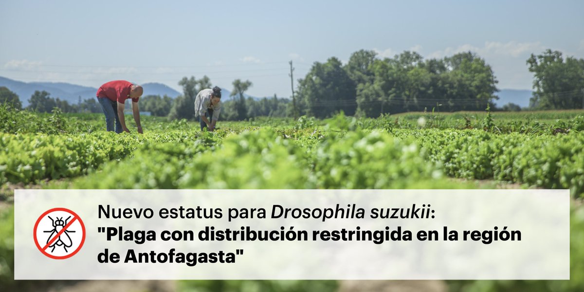 Drosu_Chile's tweet image. @sagchile informó que debido a 2 detecciones en sitios urbanos de comercio en la Región de Antofagasta, la plaga cambia estatus fitosanitario, pasando a "Plaga con distribución restringida en la región de Antofagasta", en las comunas de Antofagasta y Taltal. 
#drosophilasuzukii