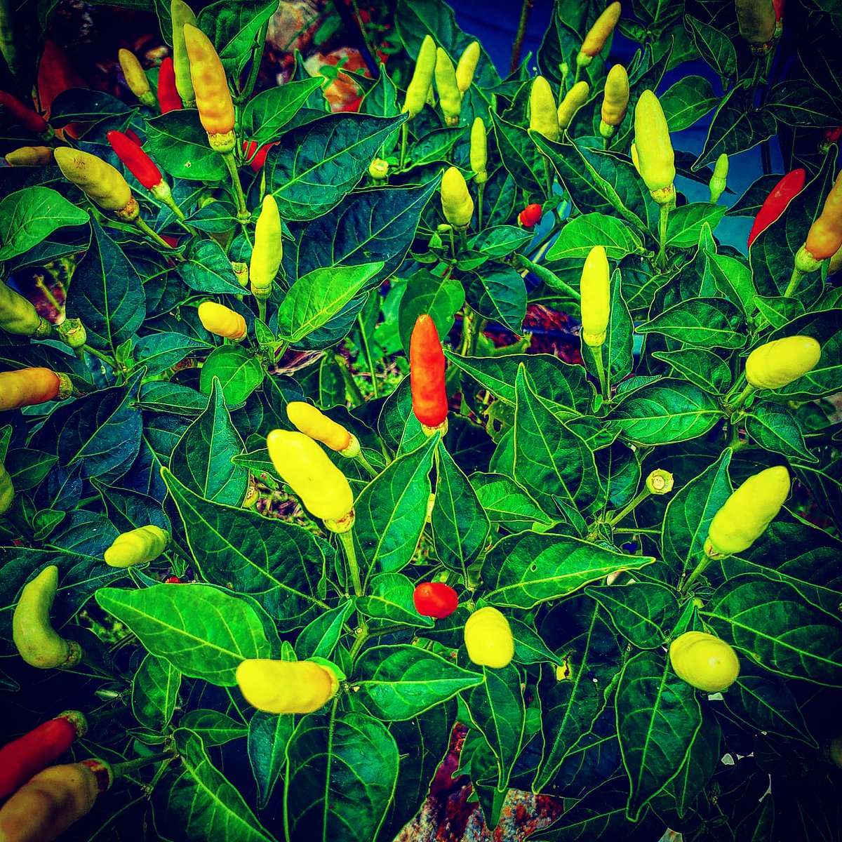 We will be putting out another version of our special hot sauce before the end of the year. #hotsauce #spicy #peppers #hot