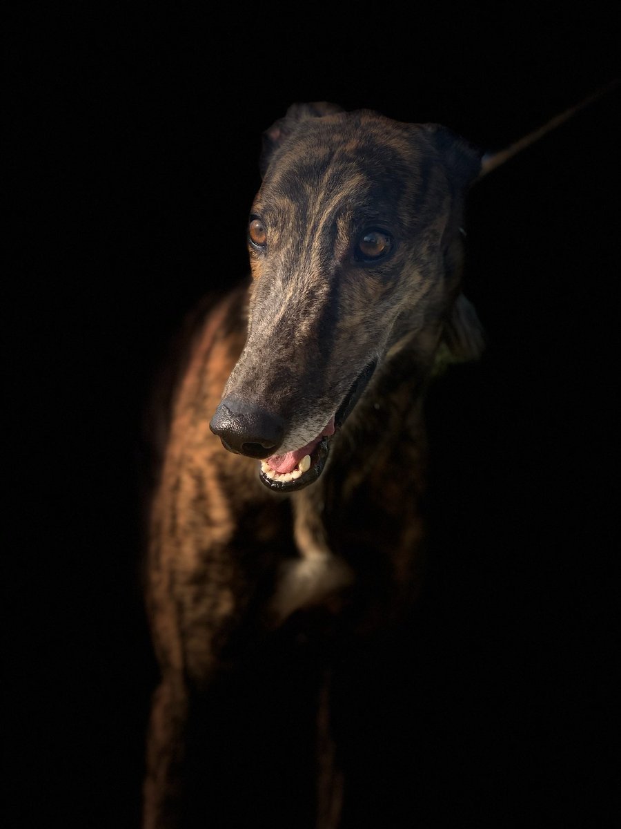 sandowndogs's tweet photo. Christo Bale has been retired.

One of the sport's most admired sprinters 🙌

Story | https://t.co/LNyxWssHNR https://t.co/dICEFcqXiC