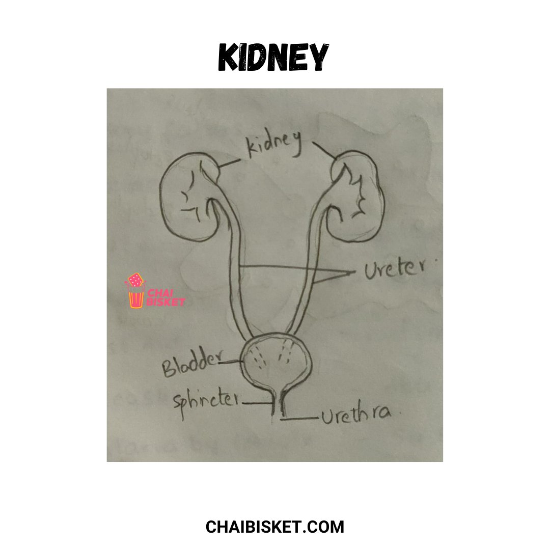 Praveen_nature's tweet photo. Remember These Biology KaalaaKandalu?These Nostolgic Diagrams Will Take You Back In Time...

#Biology #Botany #Zoology #Science #BiologyDiagrams #BIPC #BZC #BipcStudents 
#PraveenBodhanapu https://t.co/VYHdSFBCZq