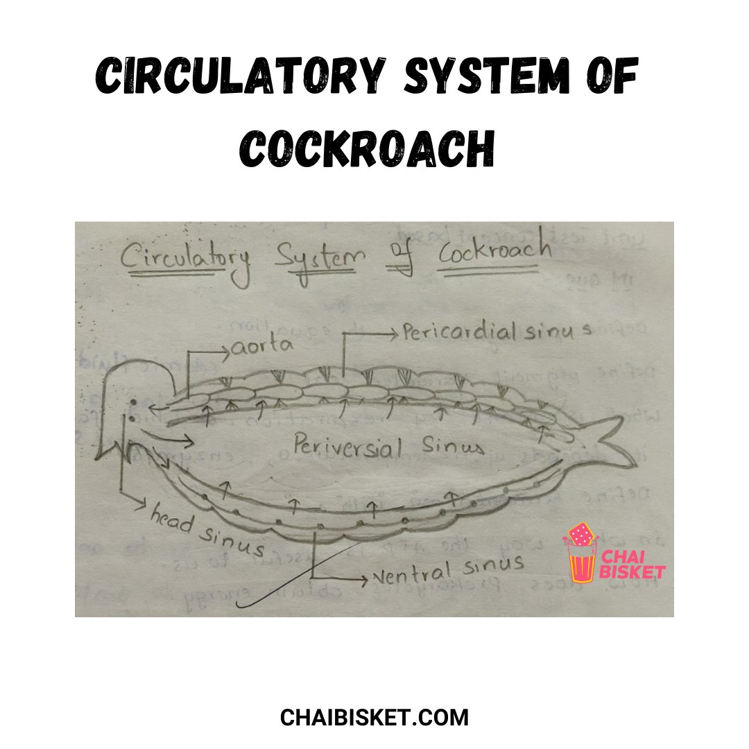 Praveen_nature's tweet photo. Remember These Biology KaalaaKandalu?These Nostolgic Diagrams Will Take You Back In Time...

#Biology #Botany #Zoology #BiologyDiagrams #Science #BIPC #BZC #BipcStudents 
#PraveenBodhanapu https://t.co/Ut00pCIQNX