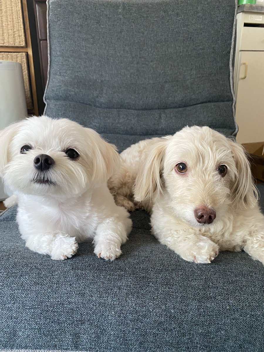 ダップー Twitter Search