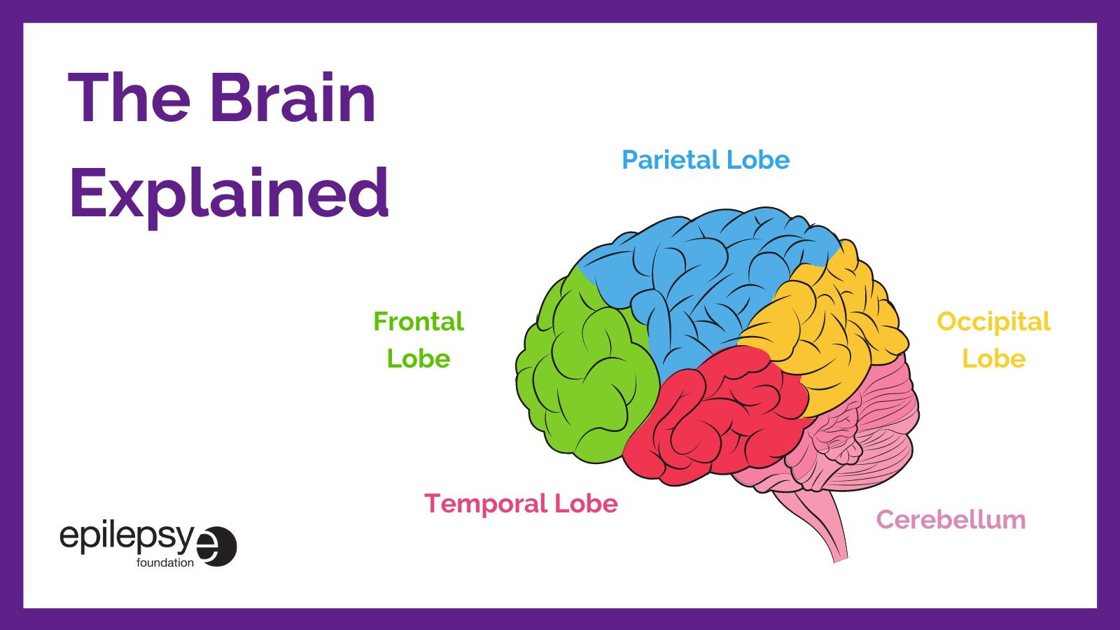 Epilepsy Brain Activity