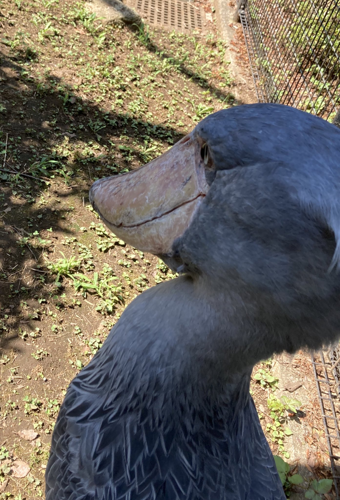 千葉市動物公園 公式 ハシビロコウのブルーの眼 真横から見ると 立体的に出っ張った部分は透き通っていて こんな感じに 若い頃の眼は黄色ですが 徐々に青くなっていくようです 獣 360度ハシビロコウ 千葉市動物公園 T Co H2xmnkzqr9