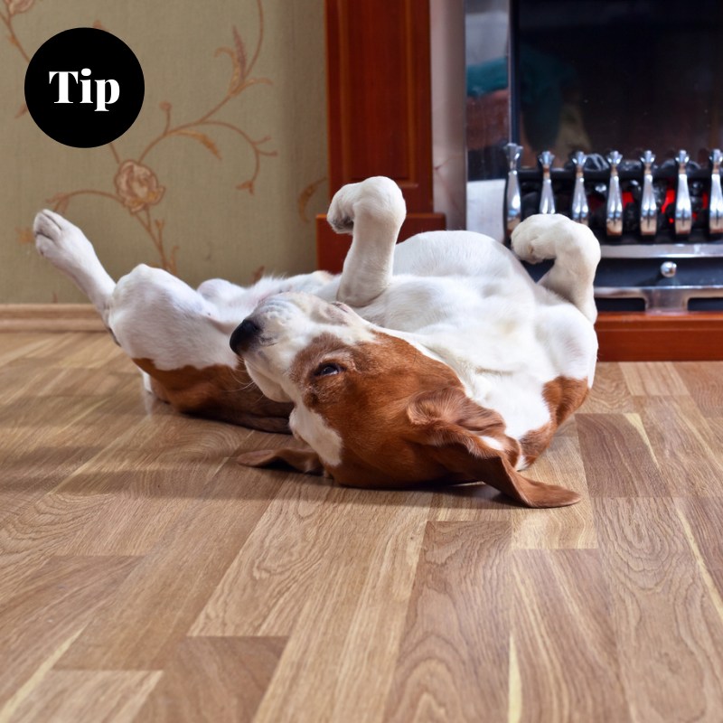 RootCleaning's tweet image. Keep your hardwood floors safe from your furry friend by trimming their nails regularly and avoid putting their food and water bowls directly on the floor. #floorcare #pets #floortips