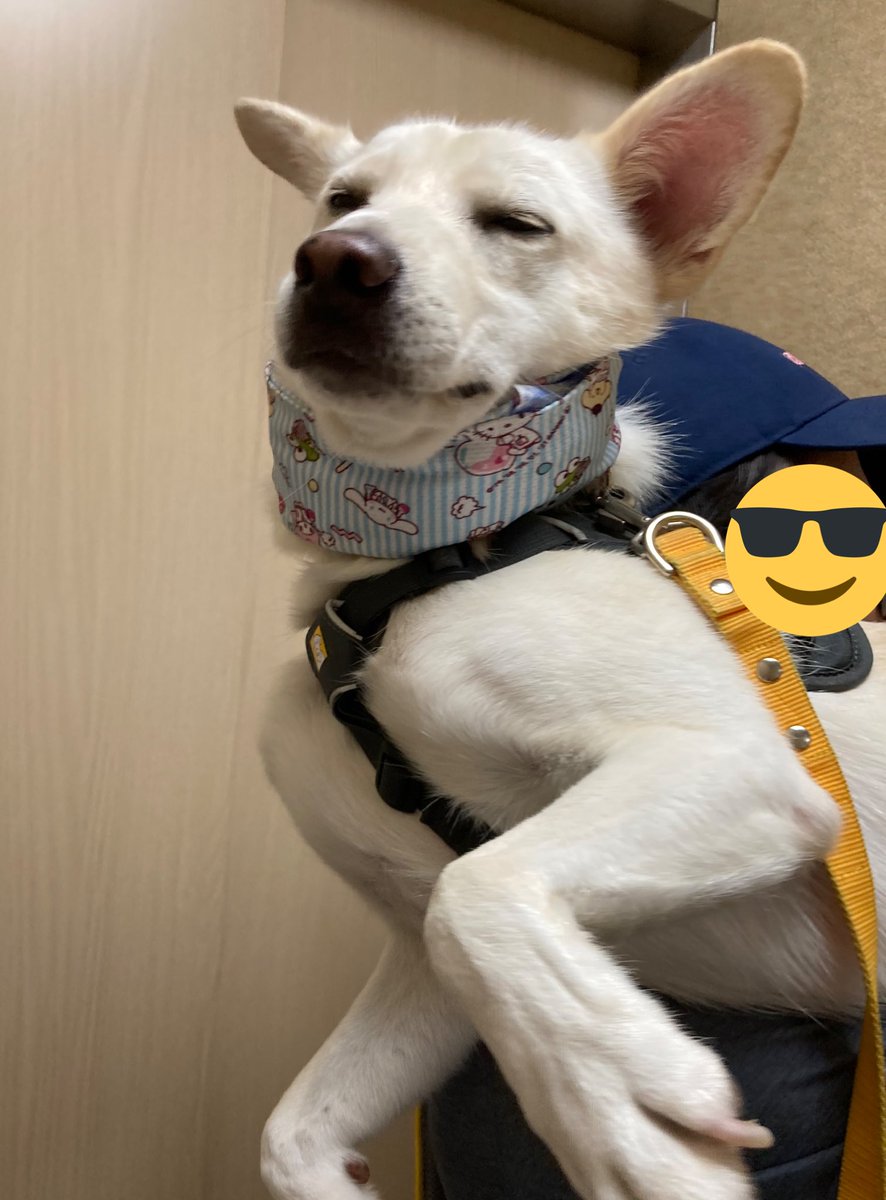 忠犬ひだまり Hidamari0327 Twitter