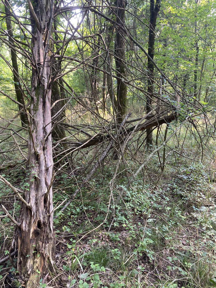 ozarkgroves's tweet photo. Inspired by the nature cycle of the forest, like these trees (off-site), the first primitive camping locations will be simple huts #primitive #camping #rewilding #contemplation #hut https://t.co/UnsaGT5svQ