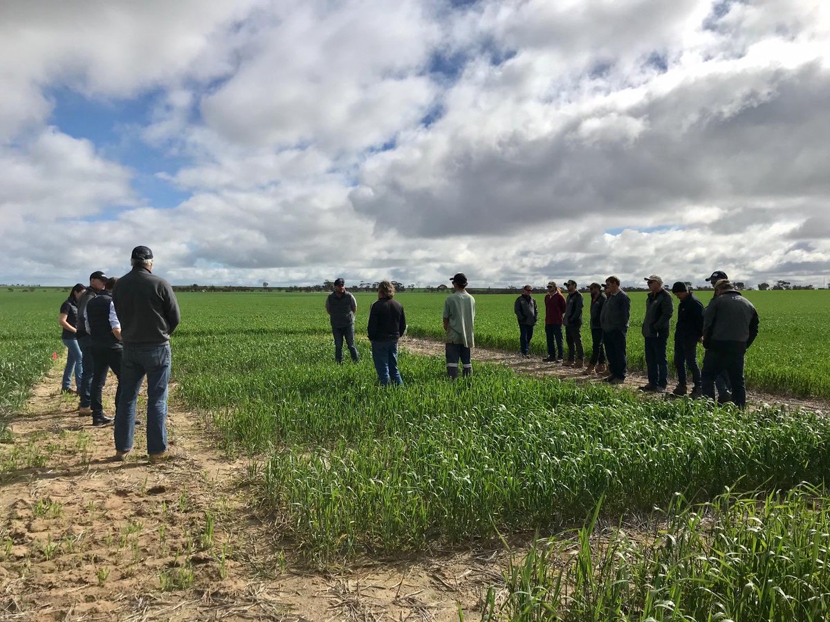 Lots to see and discuss at the ⁦@SlrAgriculture⁩ trial sites. Growers from ⁦@DavidGrayAglink⁩ Nungarin looking at pre and post emergent herbicide options in wheat, group G chemistry, long coleoptile wheat and Reflex in lupins.