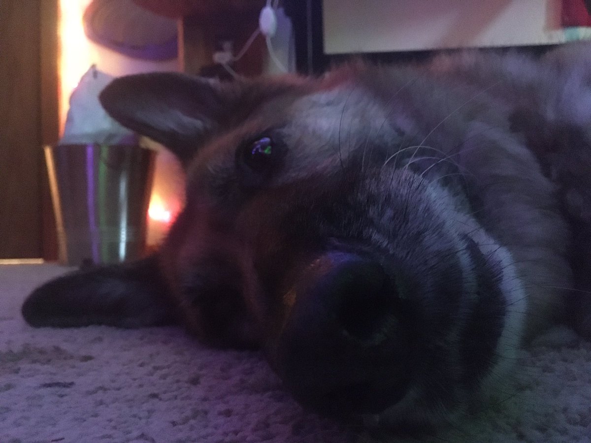 CandyWolf's tweet image. Pictures of my three favorite things :)))