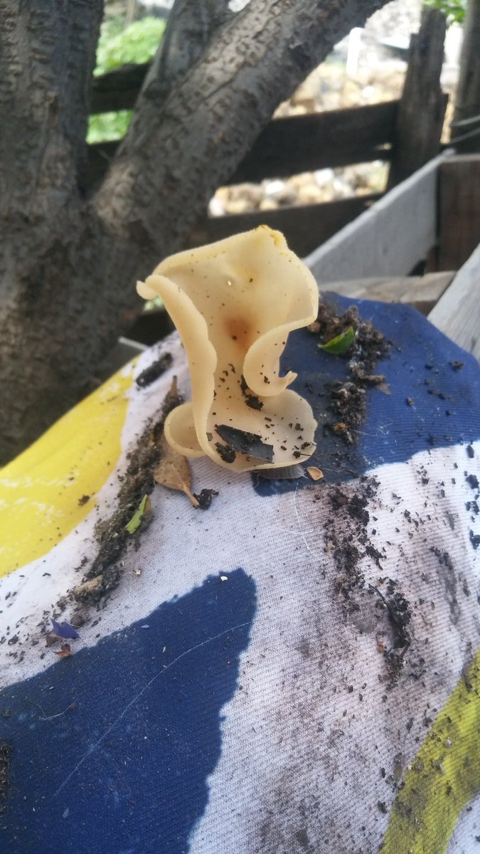 Jony_jimenes's tweet photo. @Fungi_Cosas Holaaaa! Encontre esto en mi casa, creció en una tela y cuando moví la tela para tomarle una mejor foto salió como un humo bien extraño! Me podrías decir sí es un hongo? Graciaaaaas! https://t.co/0UCAmCK1AP