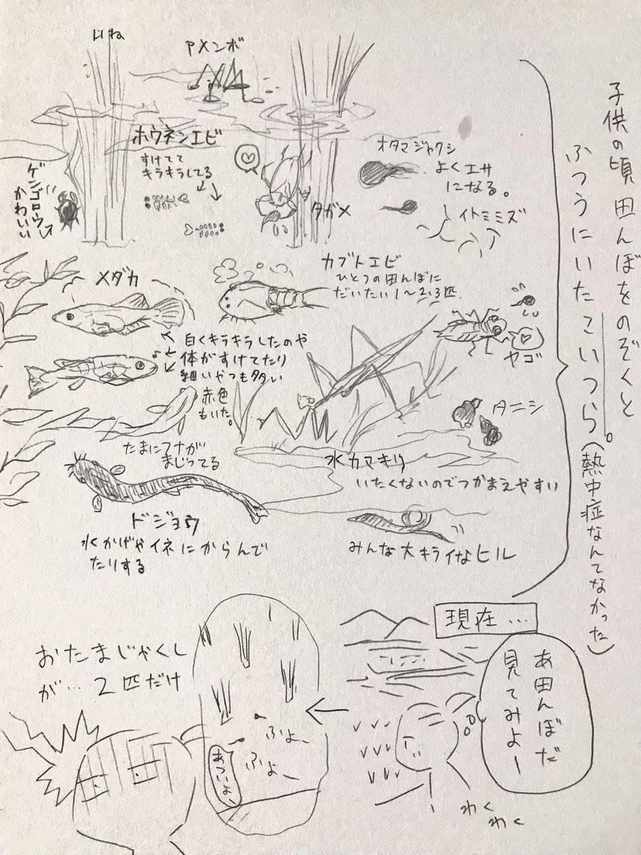 田んぼ見たら生物がいなかったのプチショック受けた。子供の頃は7月〜8月って生命力みなぎった最高な夏じゃなかったっけ?

田んぼの中っていつも別世界で楽しく眺めてたのに…日焼止めそんな必要でもなかったし(日射病がまちまちあった程度)。時代の変化…なの…かしら

とりまメモの粗書きを添えて 