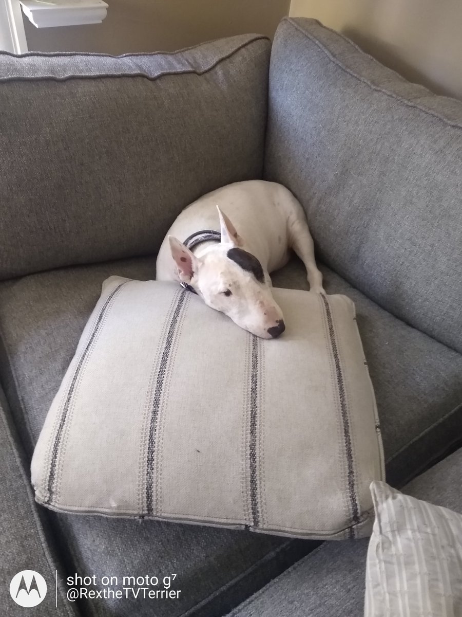 rexthetvterrier's tweet photo. I had a very busy day, which included my first board meeting for my non-profit. It was a great meeting, but business is exhausting. I think I'll let my staff handle most of that
#RexInc https://t.co/ARcQyB78yZ