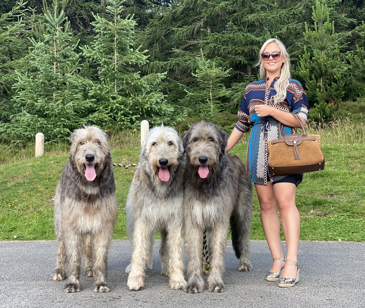 Cillawolfhound's tweet photo. #fairfaxandfavor #irishwolfhound https://t.co/F5KaQnhyNB