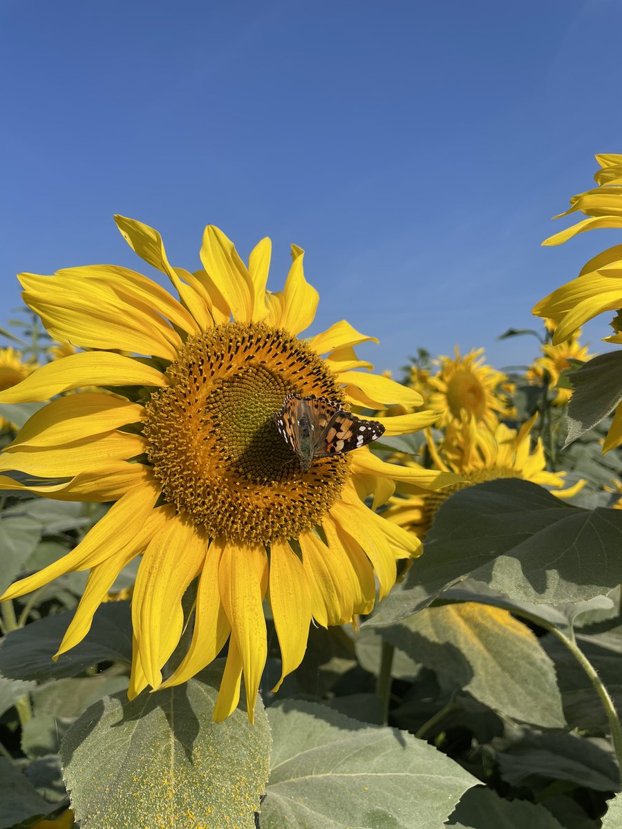 LeaCollot10's tweet photo. On croise du beau monde ce matin ! 🦋🐝 #tourdeplaine #tournesol 🌻 https://t.co/hwQod2P2IV