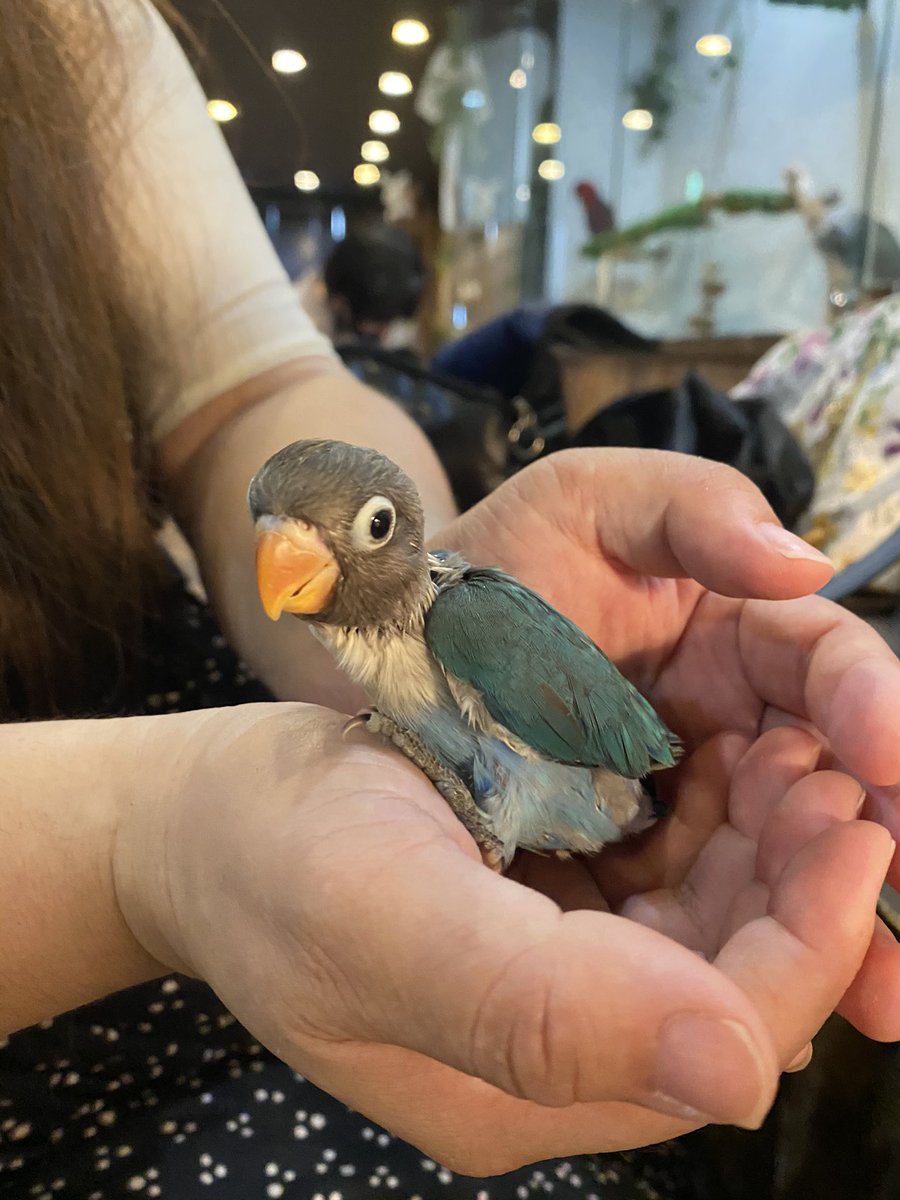 ふくろうカフェ Ricky 仙台店 Ricky Sendai Twitter