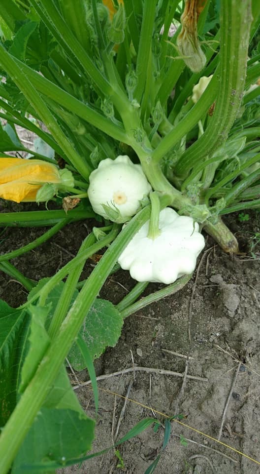 Stadslanderijen's tweet photo. De Huppe heeft steeds meer groenten van  eigen erf.  Andijvie, verse knoflook, peterselie, courgette, patisson en diverse soorten bietjes; rode en gele en ook de Chioggia biet, met die mooie roodwitte kringen. Rauw prachtig in een salade, na het koken zijn ze lichtroze.  En verge https://t.co/rhdEk6xxsm