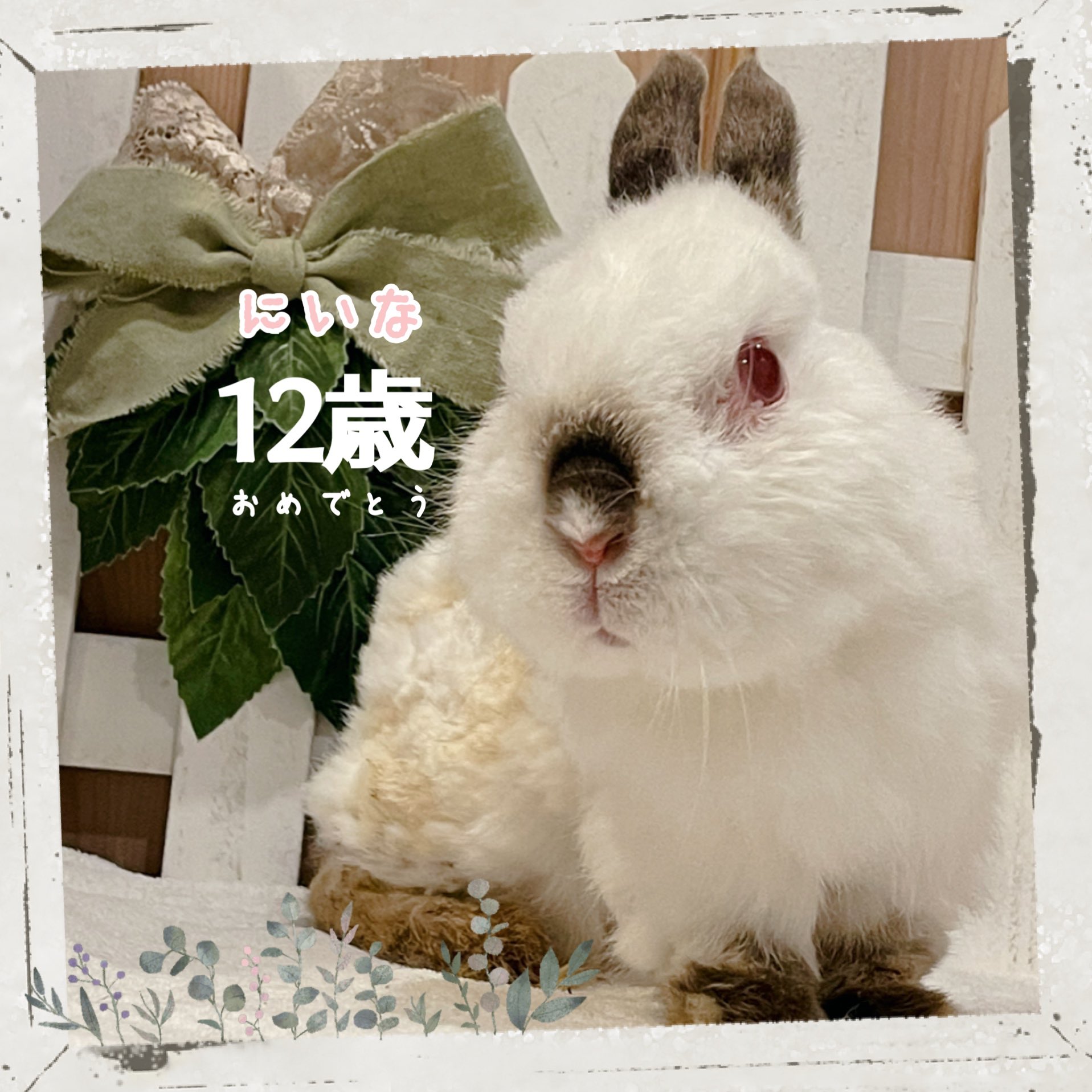 うさぎ専門店ペッツクラブ ペッツクラブのにいなちゃん 12歳になりました 重い神経症状に数回なりましたが乗り越えてくれました いつまでもアイドルだよ ペッツクラブ 高齢うさぎ ご長寿うさぎ ネザーランドドワーフ ヒマラヤン T Co うさぎ専門店ペッツクラブ ペッツクラブのにいなちゃん 12歳になりました 重い神経症状に数回なりましたが乗り越えてくれました いつまでもアイドルだよ ペッツクラブ 高齢うさぎ ご長寿うさぎ ネザーランドドワーフ ヒマラヤン T Co