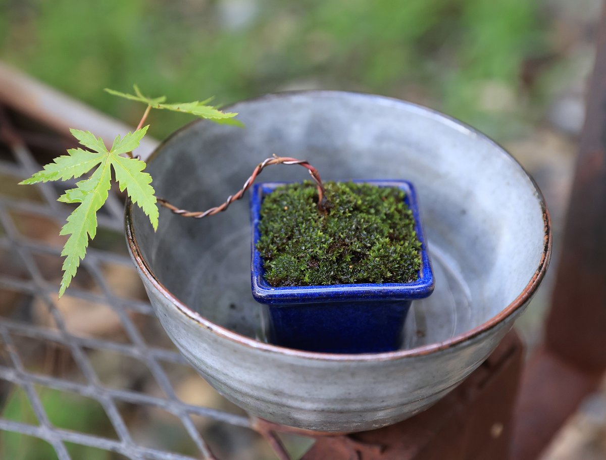 As アズ 盆栽と山とカメラ Asfilm Movies Twitter