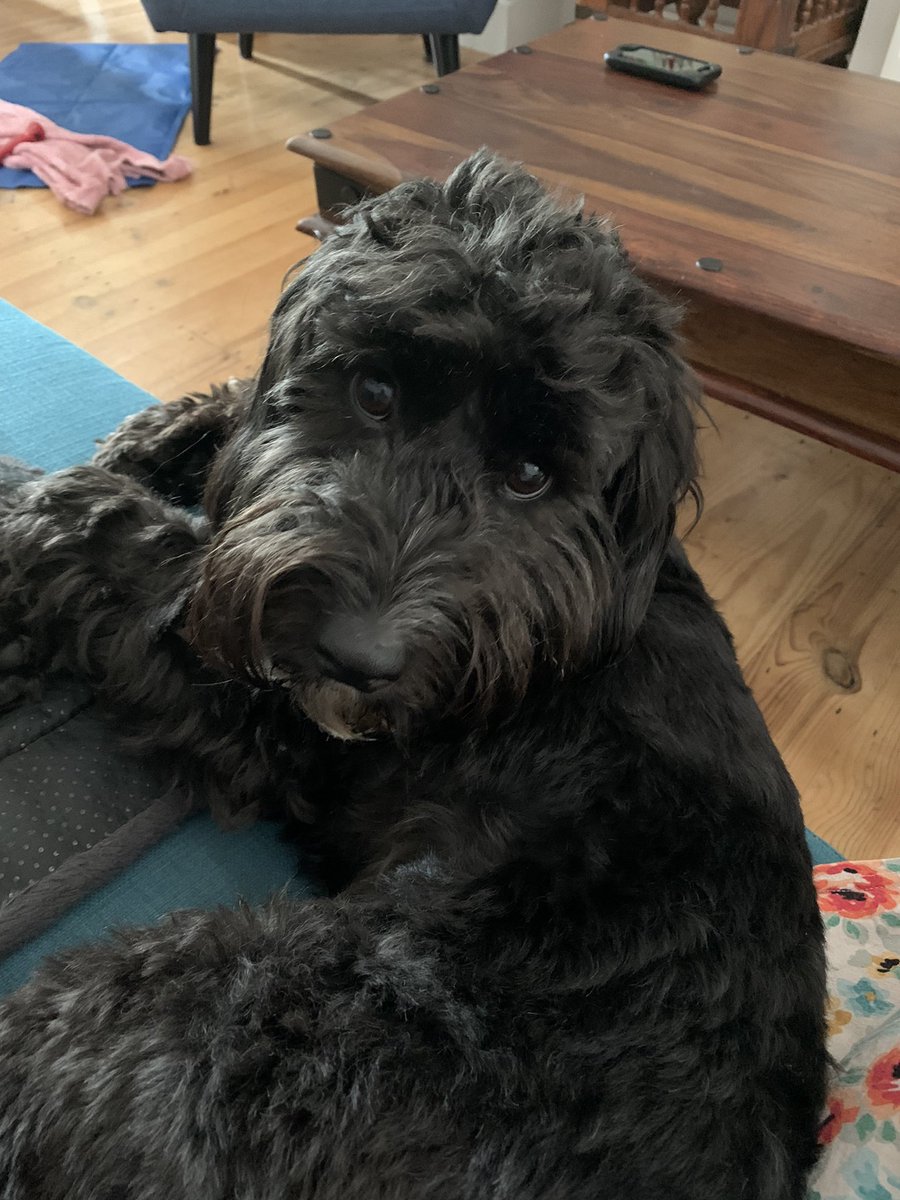 @BarringtonStoke @BooksTales @JonathanMeres @KatyHalford1 Howl, who is currently despairing about this week’s heatwave but still refusing to stop carrying his comfort blanket around the house.