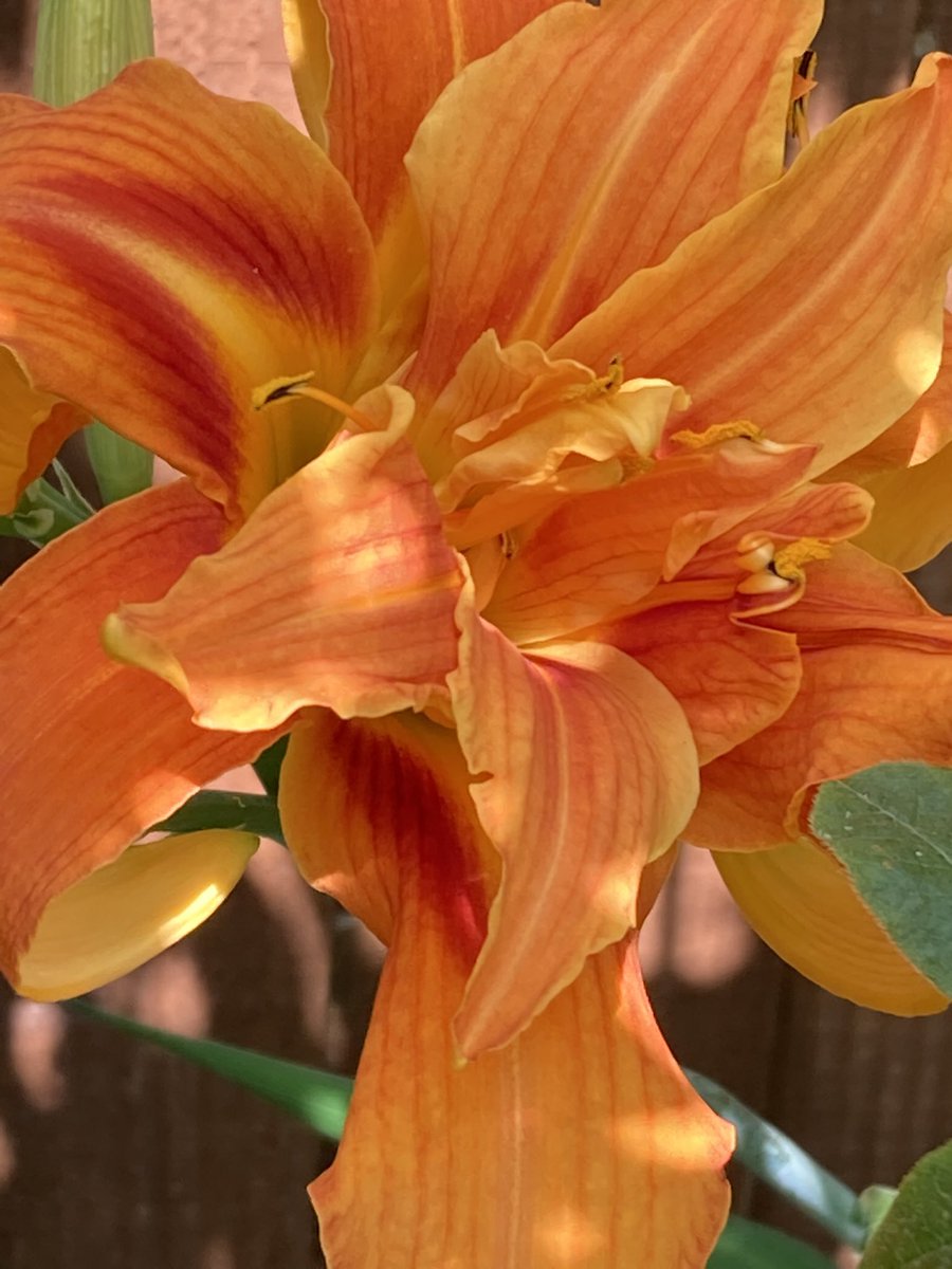 ArthurButcher44's tweet photo. #FridayFlowers this #lily must have been flowering in my garden for at least 45yrs ….it’s surrounded by large trees and shrubs ….amazing how they survive! 😎
#beautifulshading #englishgarden #richcolour #summerheat ☀️ https://t.co/UeOaZToPTe