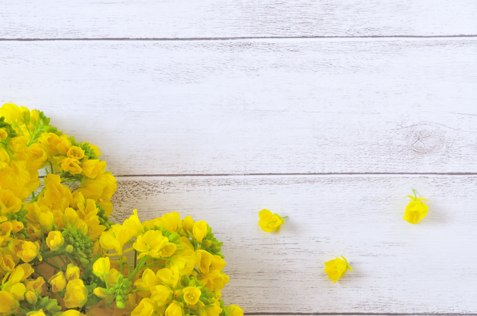 さりな オラクル タロット勉強中 名前の由来 菜花 菜の花 は私の花です 菜の花の咲く季節に生まれた と 本名の由来に含まれてます さりな はビジネスアカウントで使っていたhnをそのまま T Co Gq4g4kuur3 Twitter