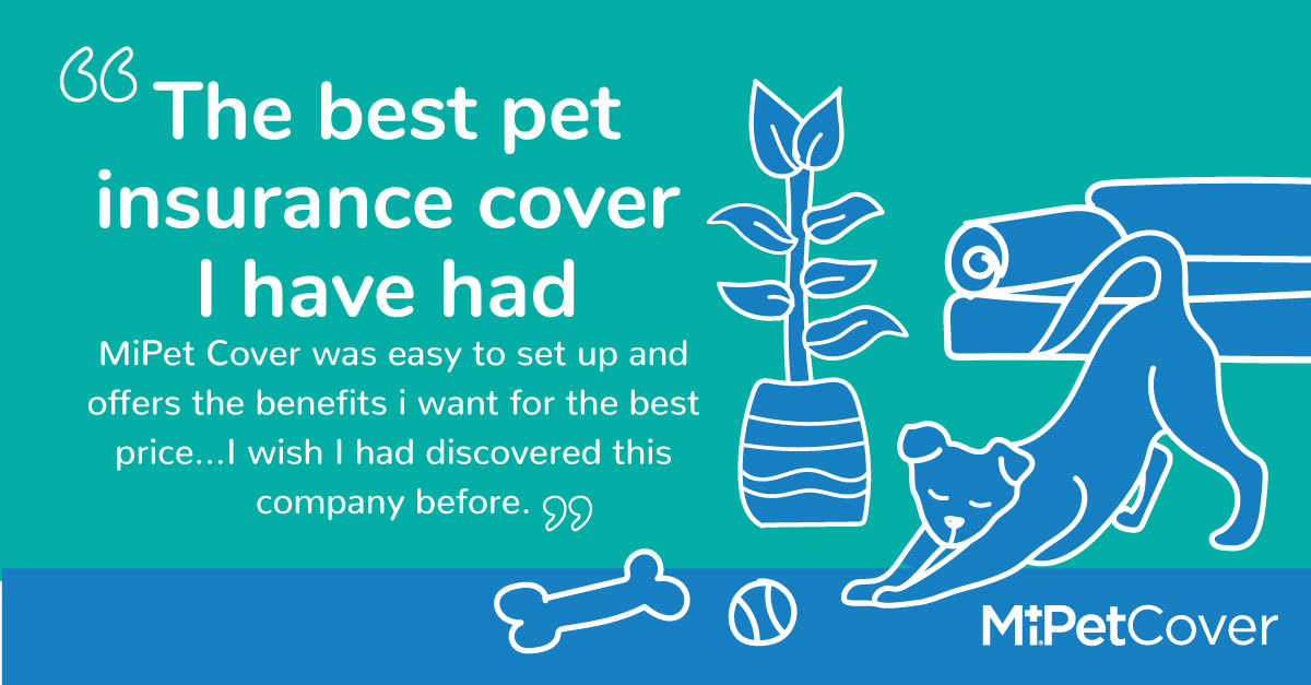 Mipet Cover Mipet Cover Twitter