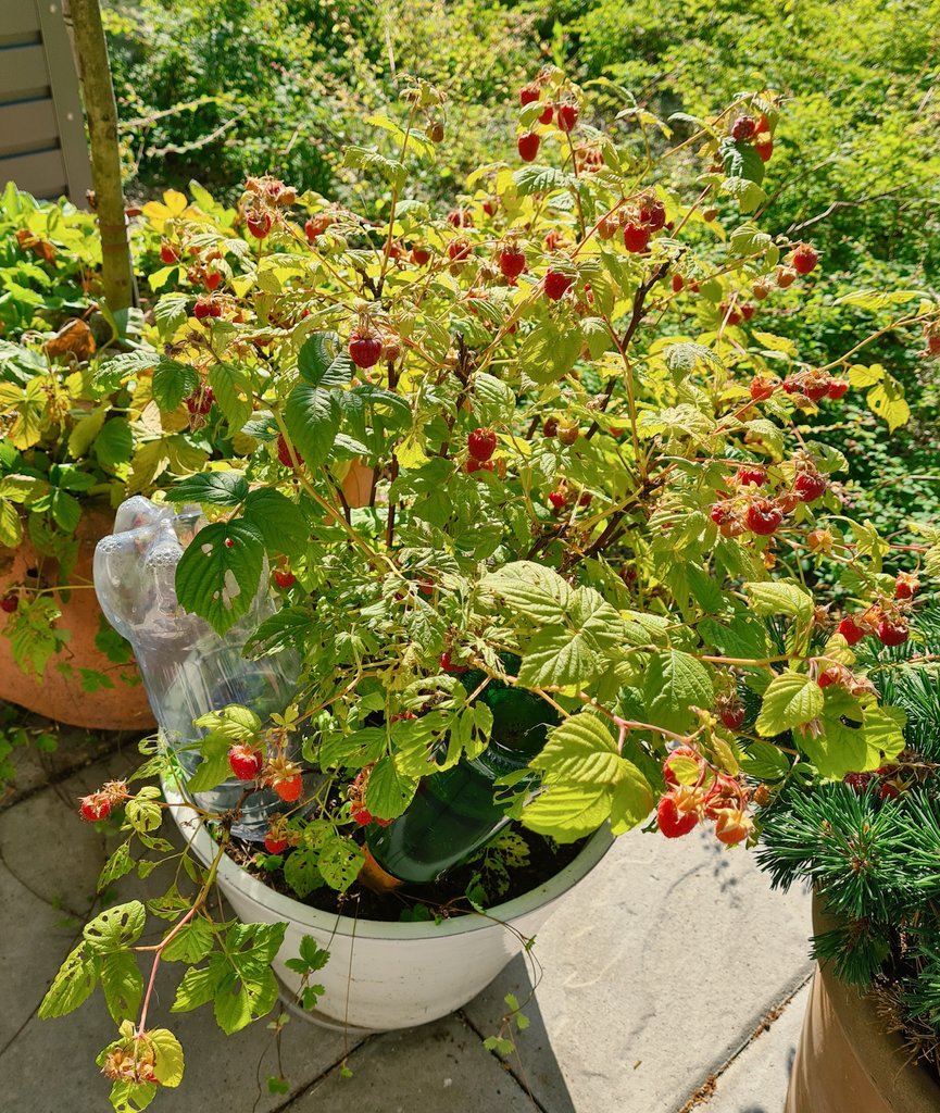 stopping by to water plants at my parents'  has it's benefits 👀