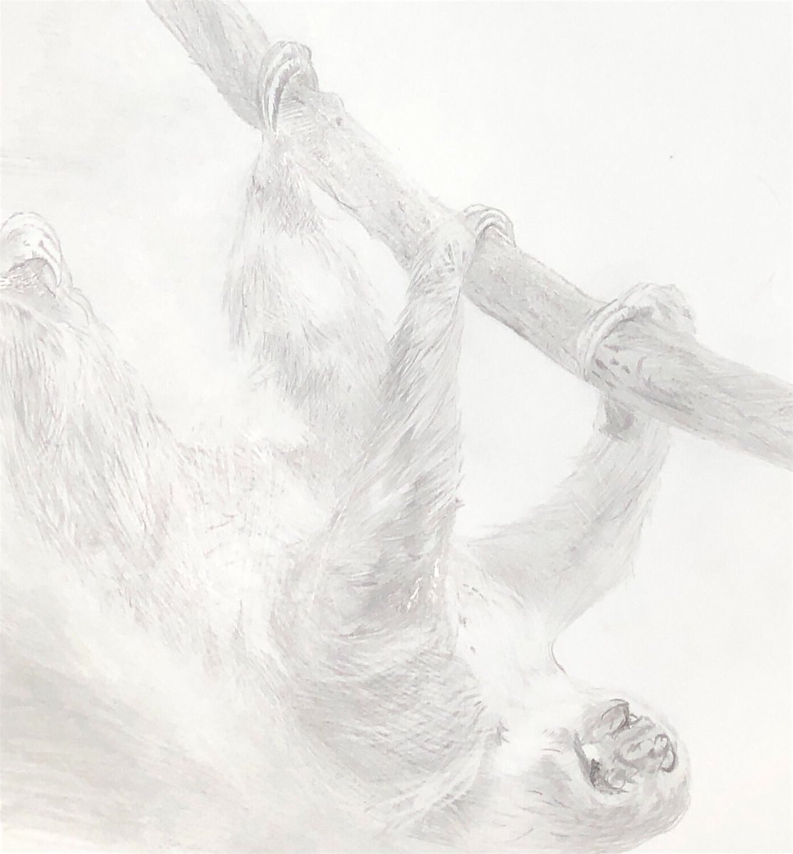 Twoucan 動物大好き の注目ツイート イラスト マンガ