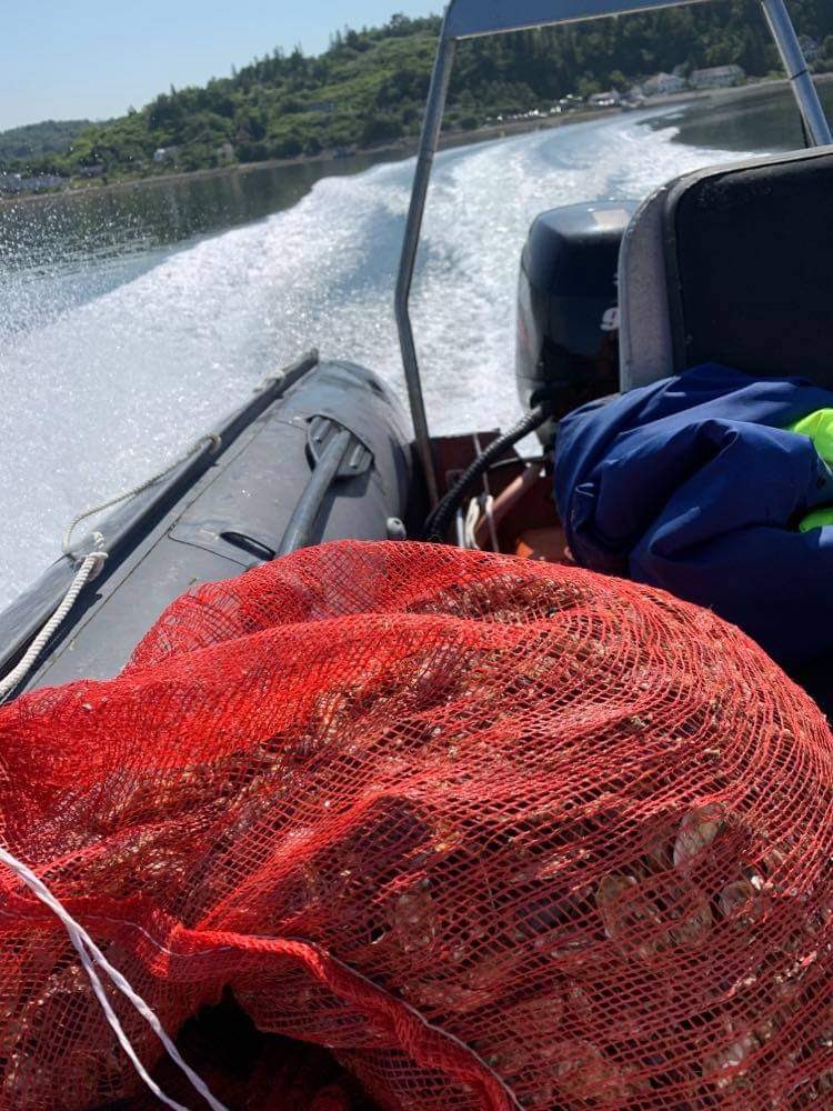 SlainteSauces's tweet photo. Baby oysters arriving in style 🚤
#oysters #oystercroft #isleoflismore #blueeconomy #sustainablefarming #futurefood #sealife #scottishislands #scotland #seafood #shellfish #scottishshellfish https://t.co/GSEgBeGNUH