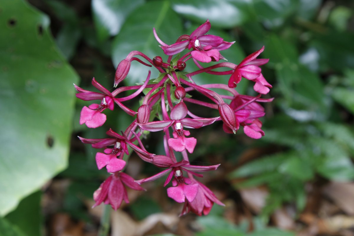 フラワーパークかごしま シャクナゲの森やジャングル花の谷で夏咲きのエビネが咲き始めました エビネ 夏咲きエビネ フラワーパークかごしま 指宿