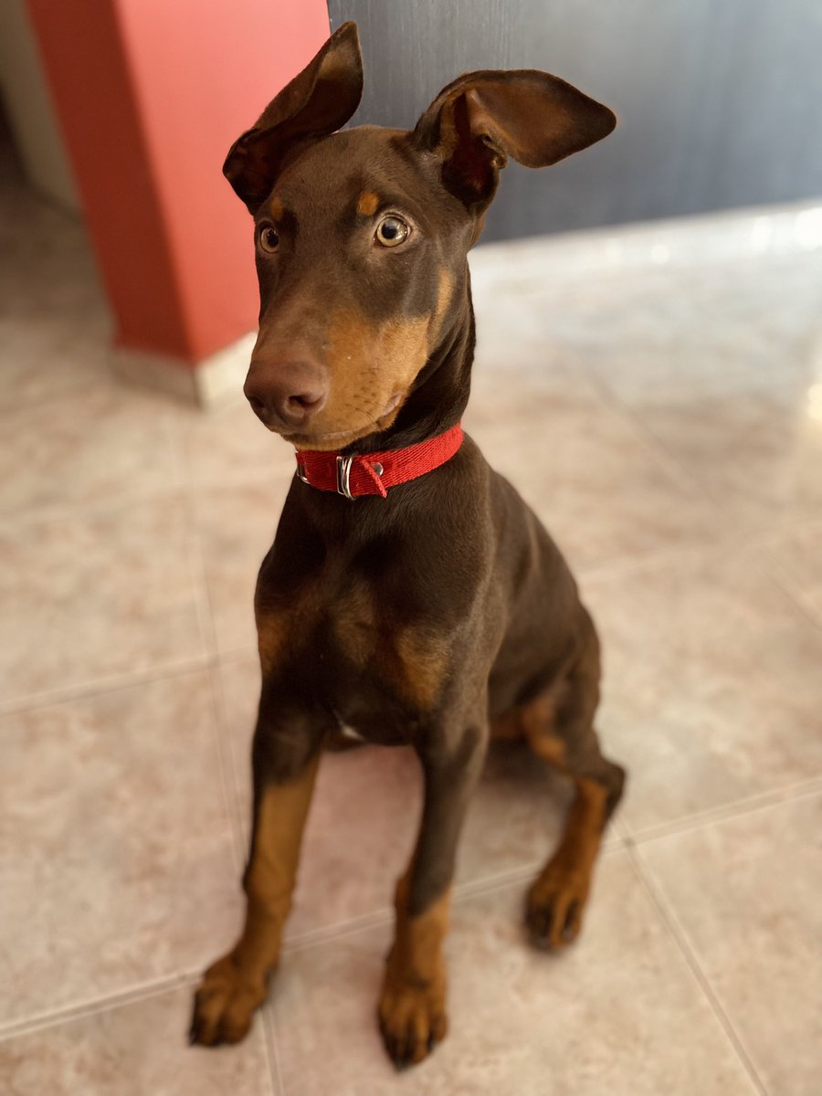 soldacamila's tweet photo. mi gorda con 3 1/2 meses y sus orejas incontrolables🥰 https://t.co/sV8t5rh8H5