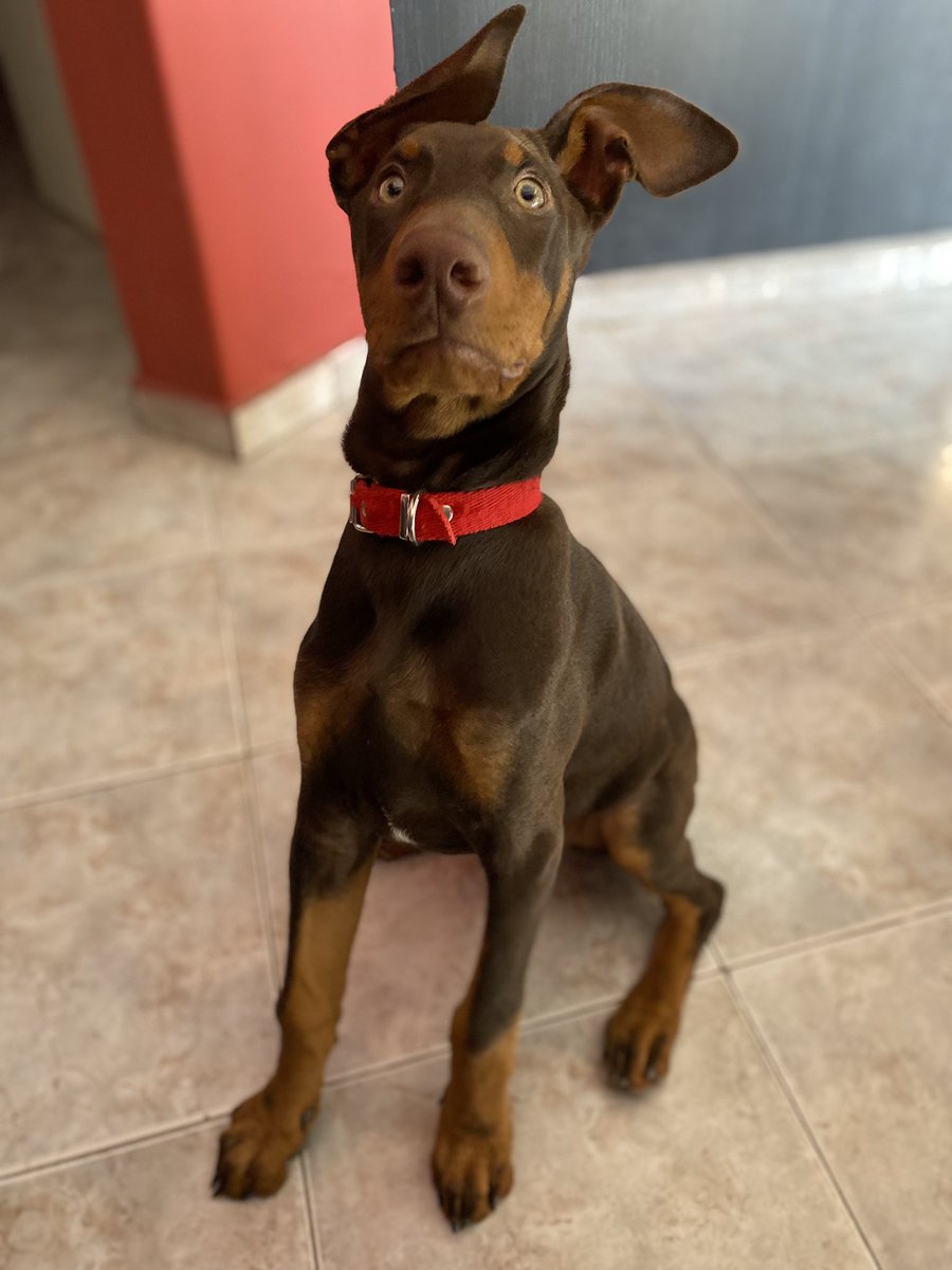 soldacamila's tweet photo. mi gorda con 3 1/2 meses y sus orejas incontrolables🥰 https://t.co/sV8t5rh8H5