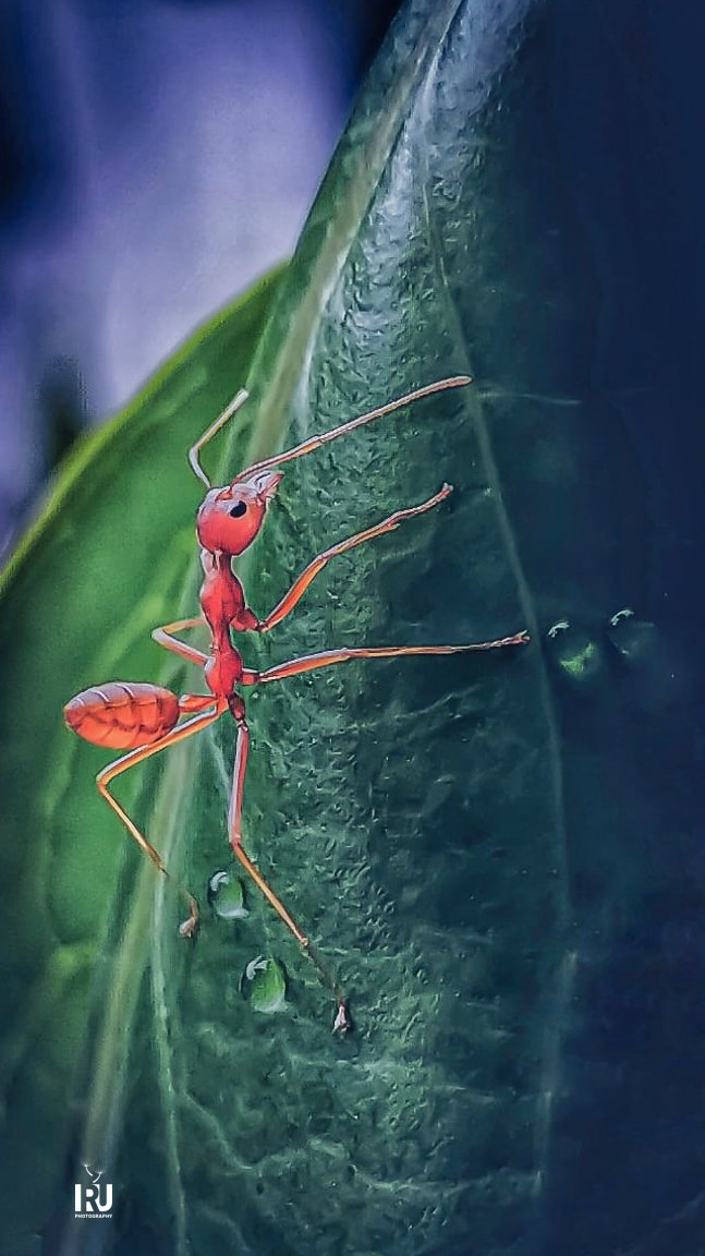 IRUDK0's tweet photo. Good morning
#micro_lense
#mobile_photography
#Nature
#mobile_click
π #Ant https://t.co/tjJ8lVmrCI