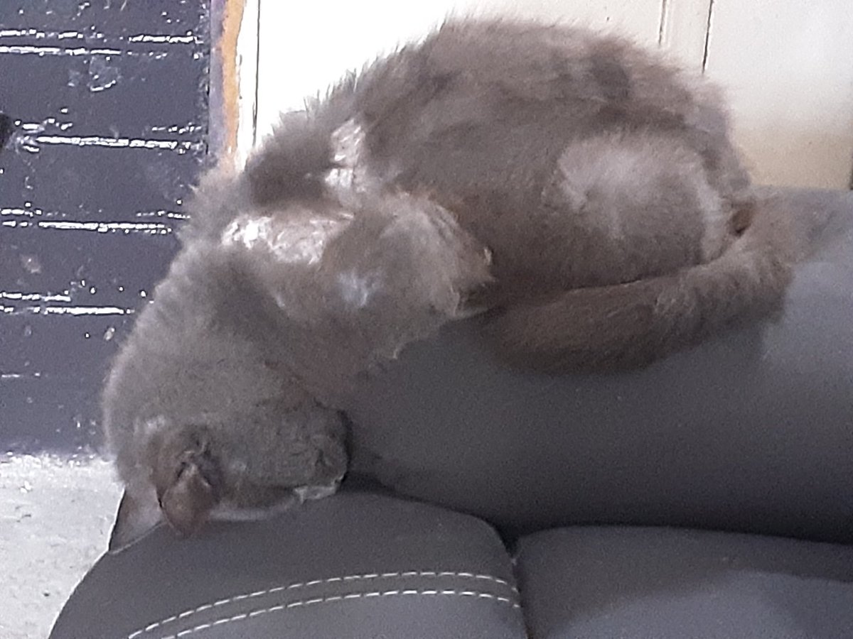 RangaRob2's tweet photo. It's too cold outside. Think I'll sleep inside by the fire, on my head. Because I can. https://t.co/tK8PWPsNyK