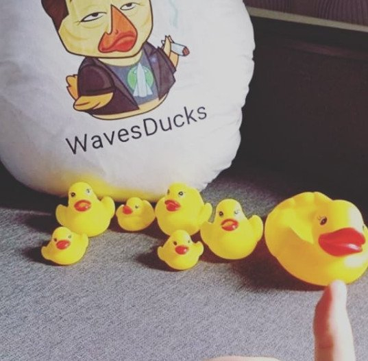 LlamasStrachan's tweet photo. I wish the project succes, nice special. I like this one. Fantasic project with good leadership and wonderful community. Good luck team. 
#WavesDucks, #NFT, #DeFi, #playtoearn
@CreelLitz
3PMyk6WjiVRZvz76wxwLCQaBdhW6LkRqWNL https://t.co/7nwCiPx9m0
