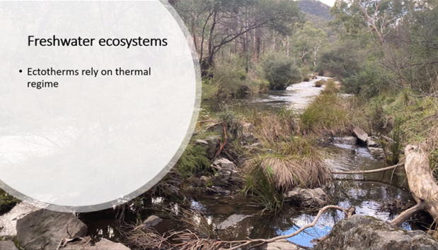 rebeccabhull's tweet photo. Congratulations on your final MSc seminar Ruby!  
@RStoios researched the effects of rising temperature on freshwater shrimp at @SciMelb @BioSci_UniMelb with John Morrongiello and Mick Keough. https://t.co/pPnq7VJmzi
