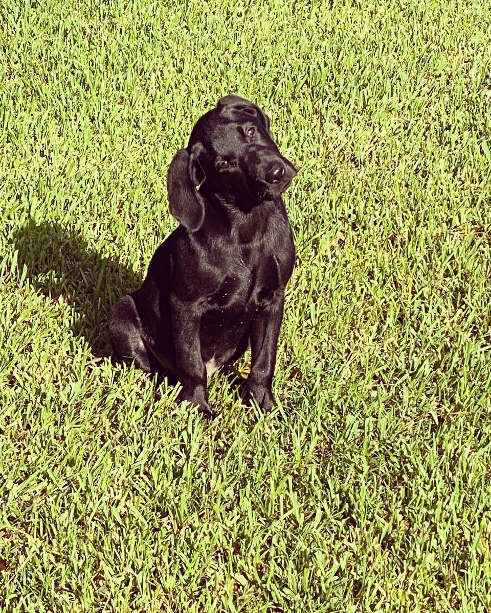 dale_talbert's tweet photo. When I try my sermon out on Honcho and get looks like this… one of us needs help. #britishlab #southernoakkennels #wedontdeservedogs https://t.co/STcGKQH0Ae