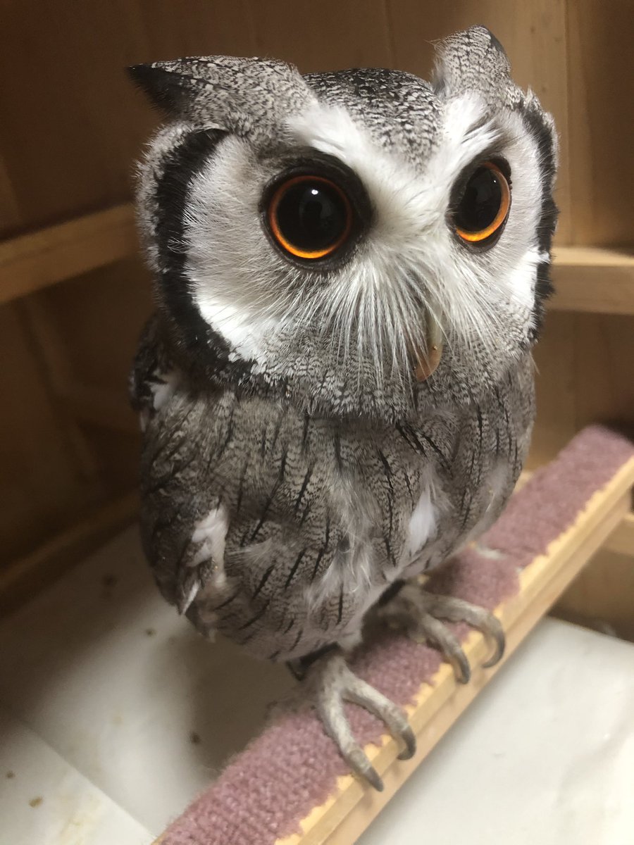 くりくりのお目目が可愛いフクロウさんが動物病院に行くとこうなる この世の終わり感 可哀想可愛い と愛おしくて仕方ない Togetter くりくりのお目目が可愛いフクロウさんが動物病院に行くとこうなる この世の終わり感 可哀想可愛い と愛おしくて仕方ない Togetter