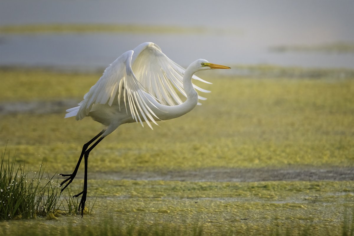 adatom1's tweet photo. #Egret  at #PlumIsland in #Massachusetts.
Captured with #Sony #Alpha.  #wildlife #wildlifephotography #NatureIsAwesome https://t.co/JULlo9sm4t