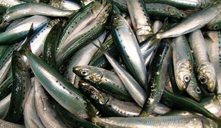 CaFishing's tweet photo. Oceana sues NMFS over California sardine management
Alleging that U.S. West Coast fisheries managers are repeating mistakes of the past half-century... over its approval of the latest sardine management plan and demanding more action to rebuild the stock.
https://t.co/IrTd0I5RAF https://t.co/QXsw4oXCEp