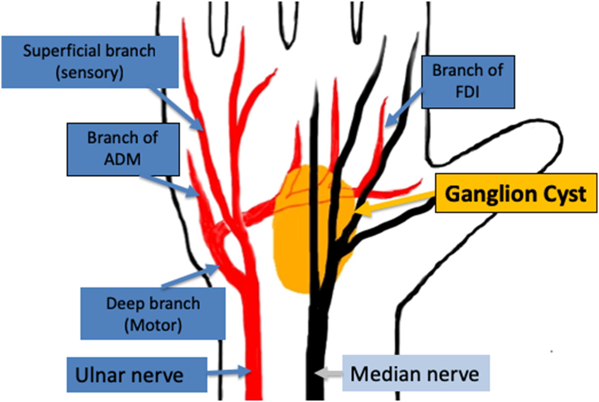 Deep Branch of Ulnar Nerve