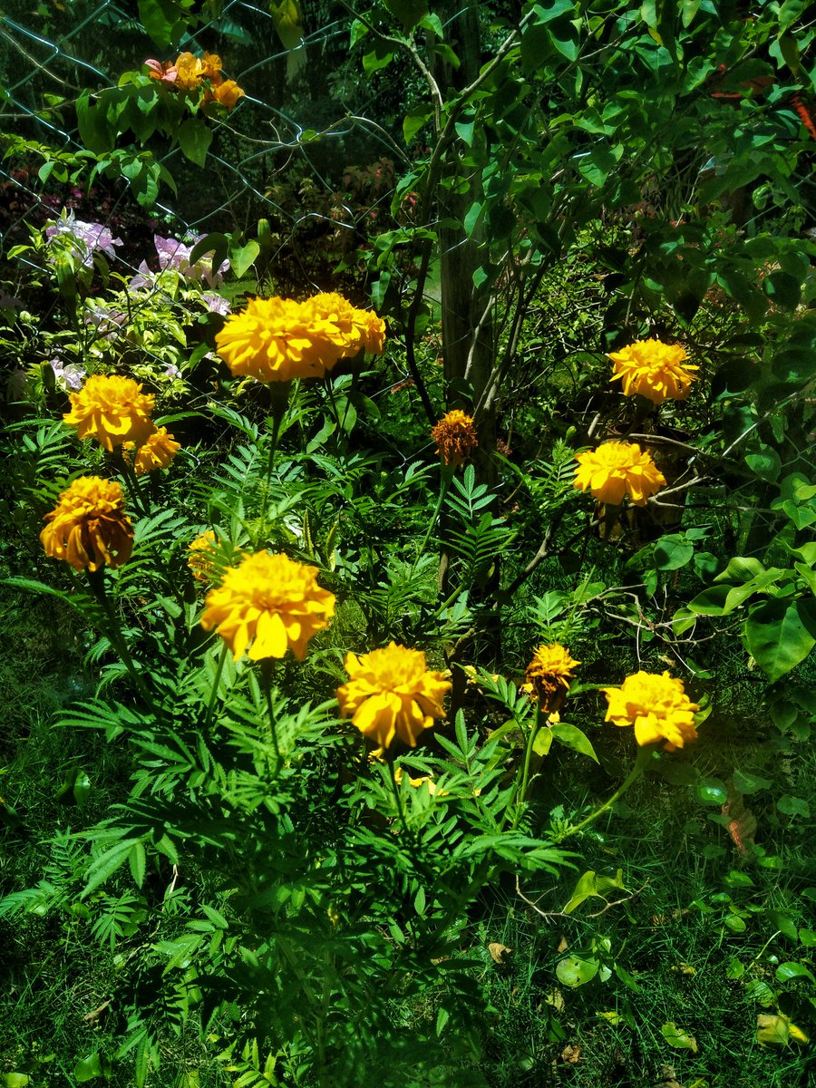 arcasan27's tweet photo. #gardening 
#flowers
#NaturePhotography 
#mobilephotography https://t.co/kO07OnJGwT