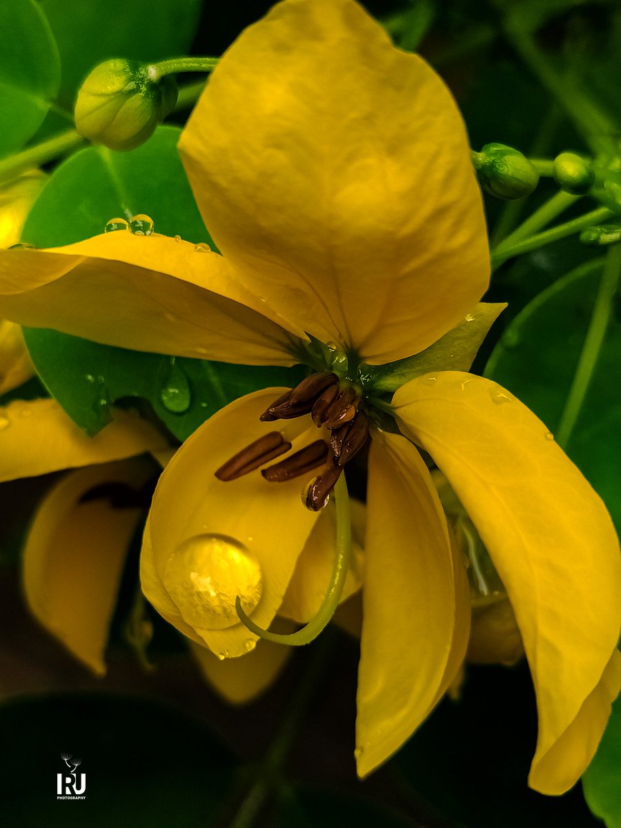 IRUDK0's tweet photo. #Nature
#mobile_captured
#mobile_photograpy
#my_click

#flower ... 🌸 https://t.co/sfQUCam5vp