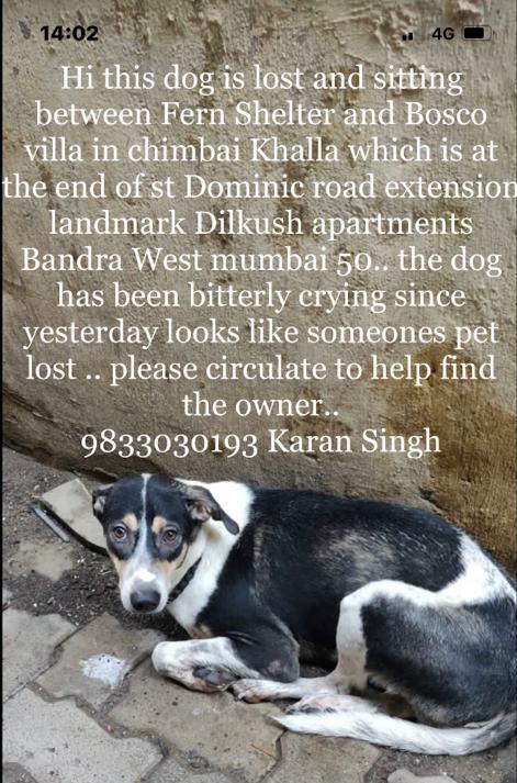 CommunityBandra's tweet photo. #lostdog #missingdog #lostpet #lostdogsofinstagram #founddog #lostdogs #share #dog #lost #lostpets #dogsofinstagram #dogs #missingpets #missingpet #missing #founddogs #foundpet #pleasehelp #foundpets #missingdogs #ga #ldg #repost #bhfyp https://t.co/16qaz5lvat