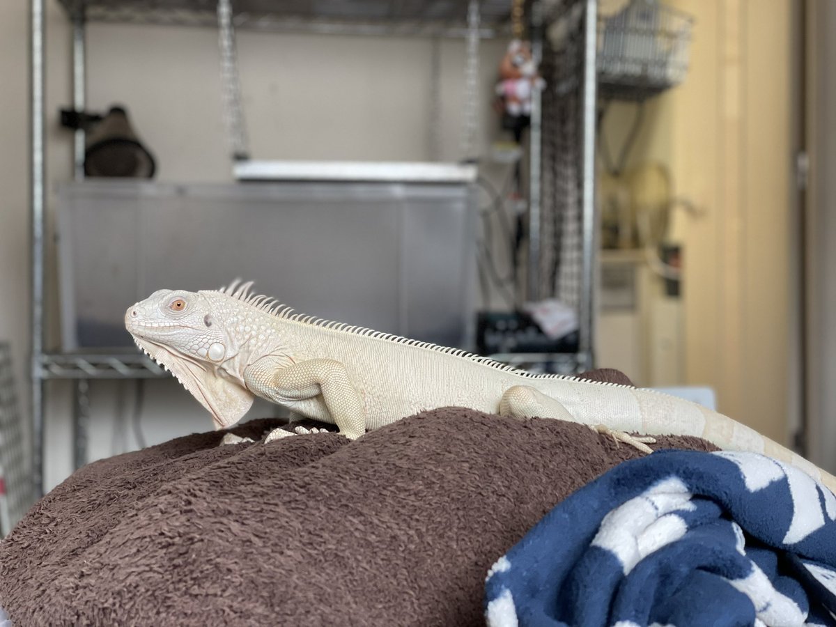 いぐあな いぐあな ZX Utility Irons | Golf Clubs | Dunlop Sports US