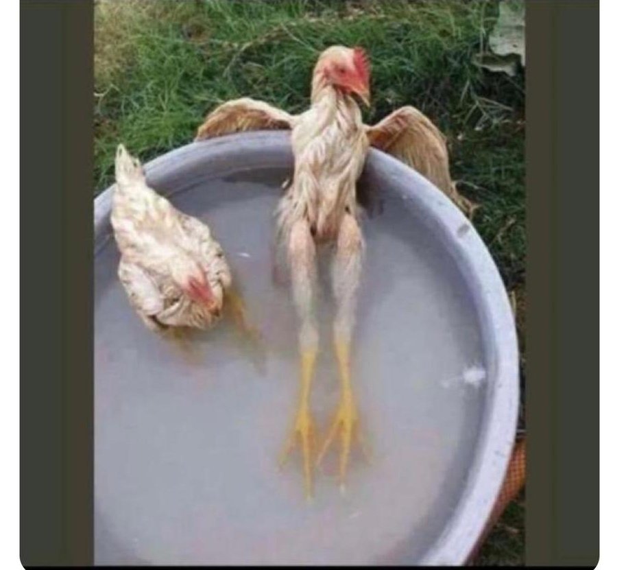 وضع الدجاج أيام عيد الاضحى

لاتفرحن كم يوم ونرجع لكن😂😂😂