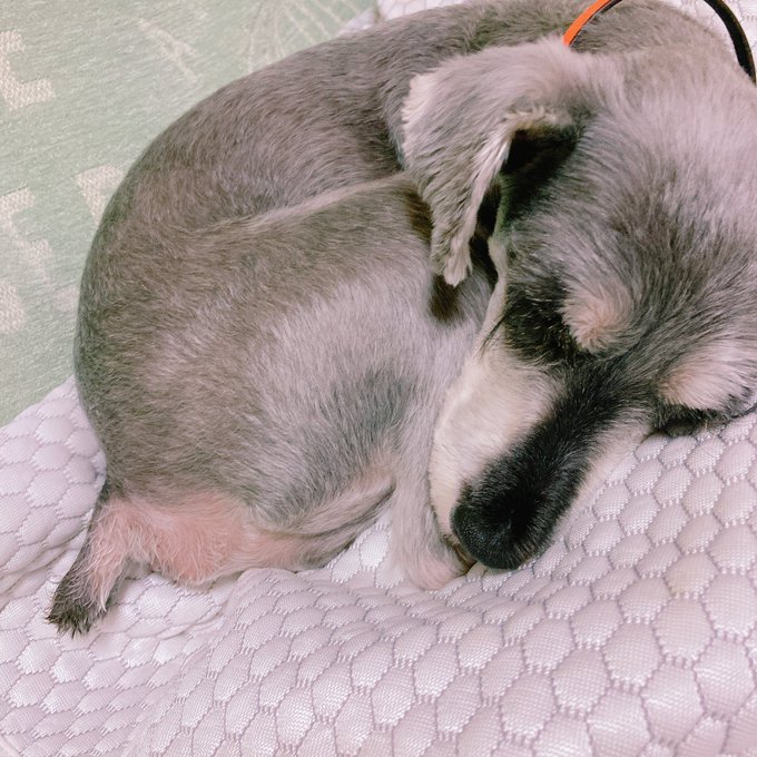 まつたけ屋さん 