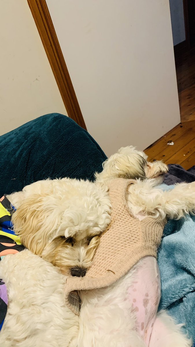 julesydiamonds's tweet photo. Apparently poppy is a comfy pillow. Tilda is a sleepy head tonight. Stay safe ❤️. #2021year #dogsoftwitter #dogoftheday #Rainy #GoodNightTwitterWorld #animalstwitteraccount #love #FYP #AnimalOfTheDay #dogsofinstagram https://t.co/cKwiNv54Sj