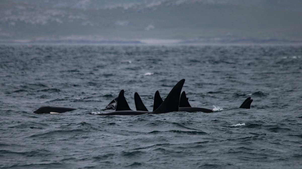 Hebridean Whale & Dolphin Trust tweet media